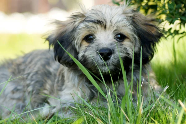 Havanese Pies Zielonej Łące — Zdjęcie stockowe