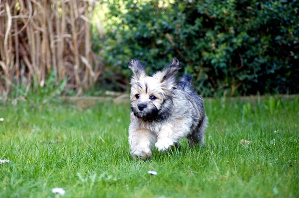 Havanese Pes Zelené Louce — Stock fotografie