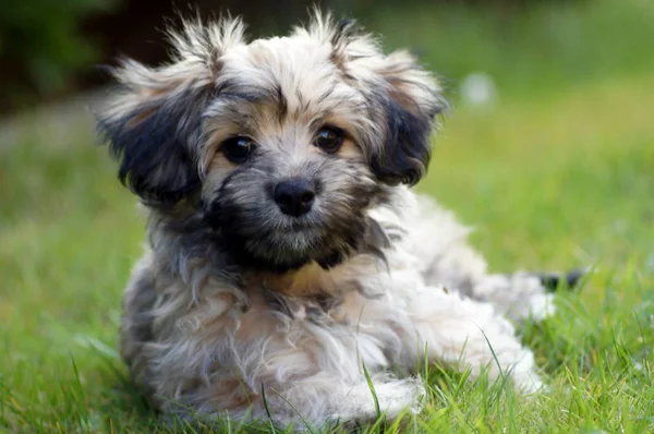 Havanese Kutya Zöld Rét — Stock Fotó