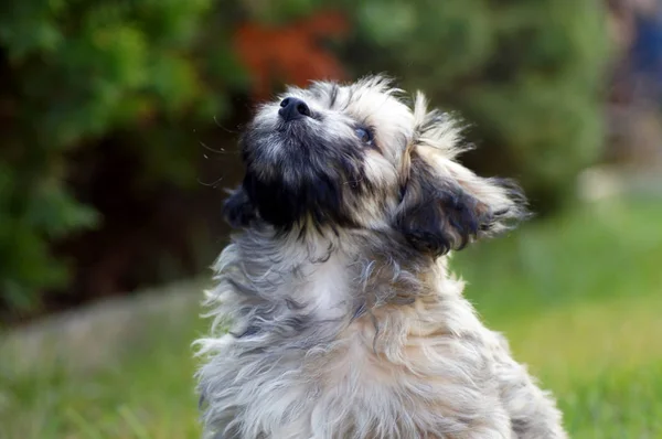 緑の草原のハバニーズ犬 — ストック写真