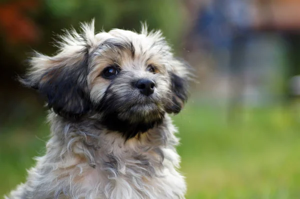 緑の草原のハバニーズ犬 — ストック写真