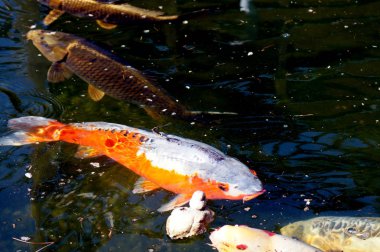 Bir balık havuzunda Koi sazan Cyprinus carpio                