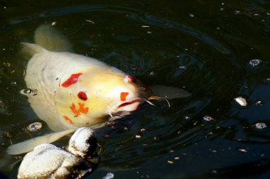 Bir balık havuzunda Koi sazan Cyprinus carpio                