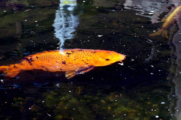 Karp Koi Cyprinus Carpio Stawie Rybnym — Zdjęcie stockowe