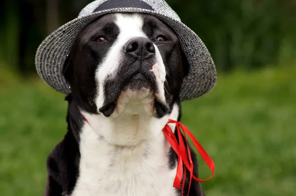 緑の草原に太陽の帽子をかぶった犬 — ストック写真