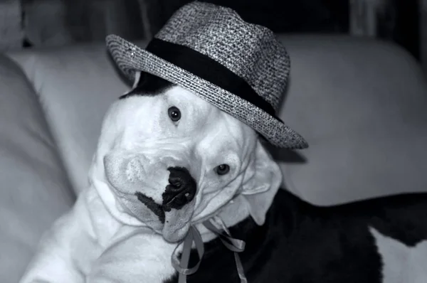 Cão Com Chapéu Sofá — Fotografia de Stock