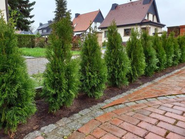 Bahçe için bir çit bitki olarak Yaşam ağaçları Thuja