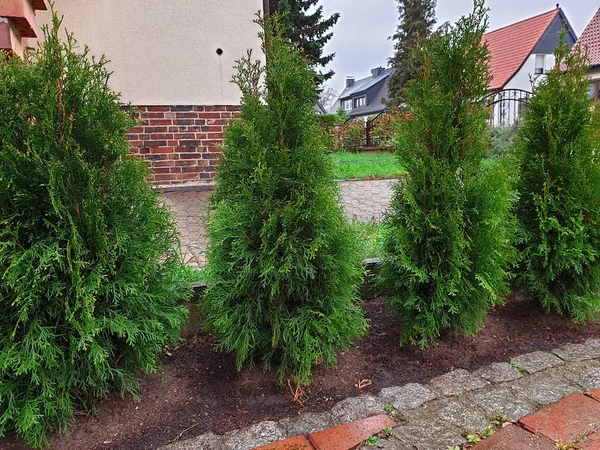 Life trees Thuja as a hedge plant for the garden