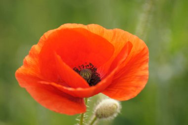 Haşhaş tarlası Papaver rhoeas böcekler için bir paradis                    