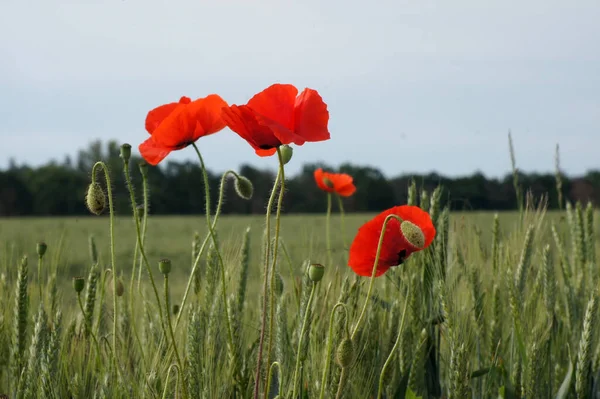 Poppy Field Papaver Rhoeas Paradis Insects — Stock Photo, Image