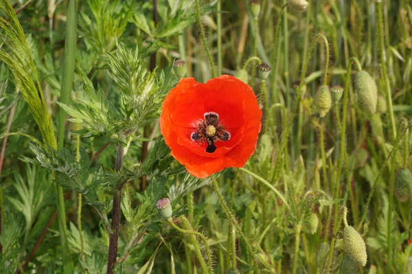 Campo Amapola Papaver Rhoeas Paradis Para Insectos —  Fotos de Stock