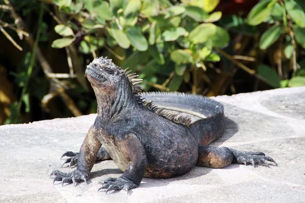 Giant Lizard Sacan in the Galapagos Islands