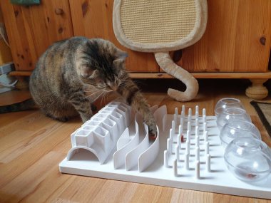 Kedi eğlence tahtası aktivitesiyle oynuyor