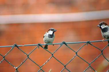 Bahçe çitindeki serçe.                     