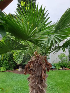 Kış dayanıklı kenevir palmiyesi Trachycarpus falının doğal bahçesi