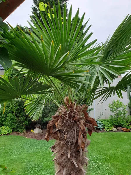 Téli Kemény Kenderpálma Trachycarpus Fortuneiin Őshonos Kertje Stock Kép