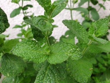 Ev bahçesinde Naneli Mentha