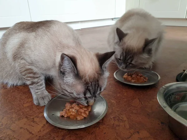 Young cats eating canned food