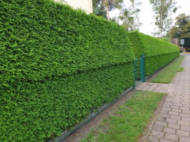 Görsel koruma olarak Thuja yaşam ağaçlarının yeşil çiti