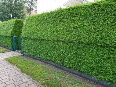 Görsel koruma olarak Thuja yaşam ağaçlarının yeşil çiti