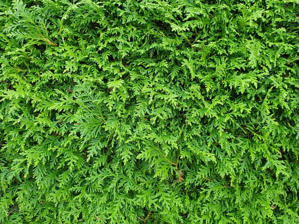 Green hedge of Thuja life trees as visual protection