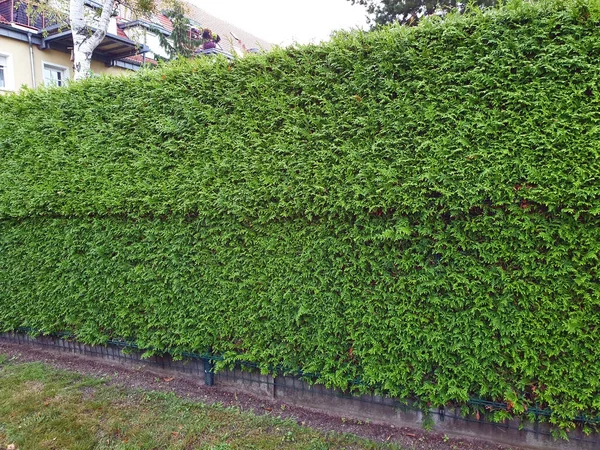 Grüne Thuja Lebensbaum Hecke Als Sichtschutz — Stockfoto
