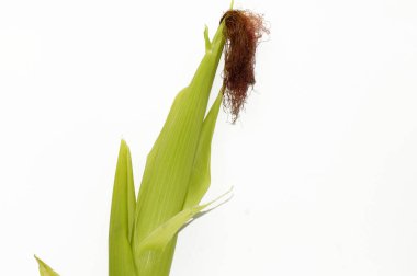 Genç mısır Zea Mays beyaz arka planda bitki                 