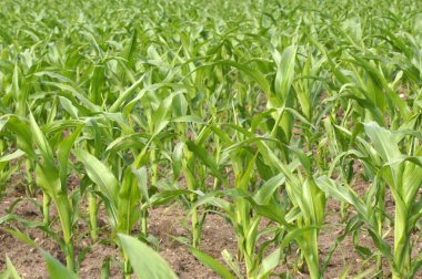 Genç mısır Zea Mays beyaz arka planda bitki                 