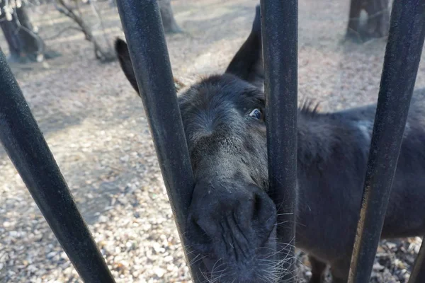 Olho Burro Uma Jaula — Fotografia de Stock