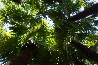 palmiye yaprakları ve güneş