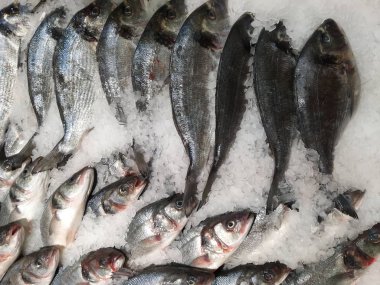 buz kırıntı taze balık