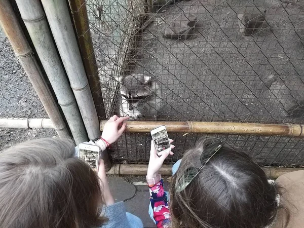 Duas Meninas Tirar Fotos Guaxinim Zoológico Smartphones — Fotografia de Stock