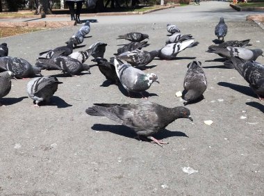 asfalt üzerinde güvercinler yakın