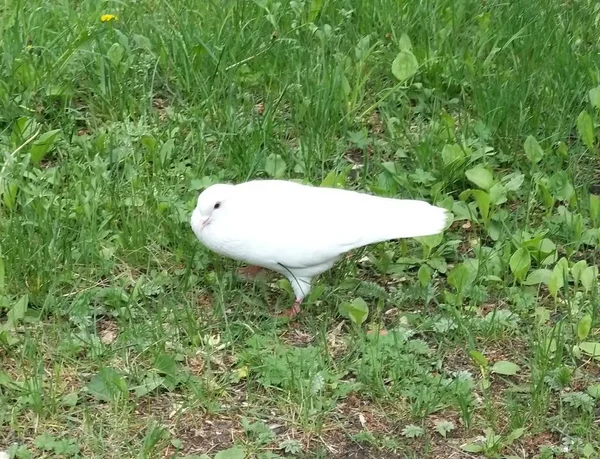 Pigeon Oiseau Blanc Neige Sur Herbe Verte — Photo