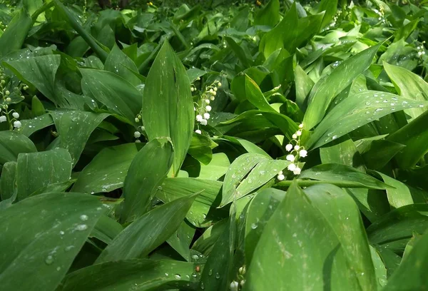 Lírios Das Flores Vale — Fotografia de Stock