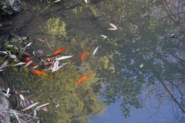 オレンジ色の魚が池で泳ぐ — ストック写真