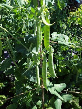 Bahçe yatağı üzerinde büyüyen yeşil bezelye