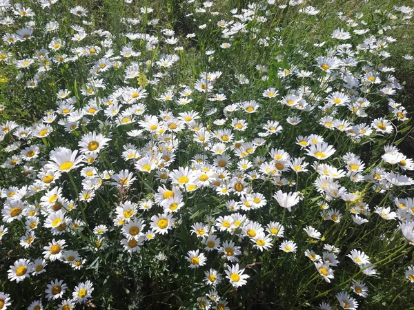 Marguerites Fleurs Sauvages Grands Pétales Blancs — Photo