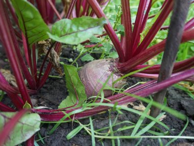 bahçe yatağında büyüyen pancar kökü
