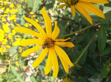 Arı parlak sarı bir çiçeğin üzerinde oturur.