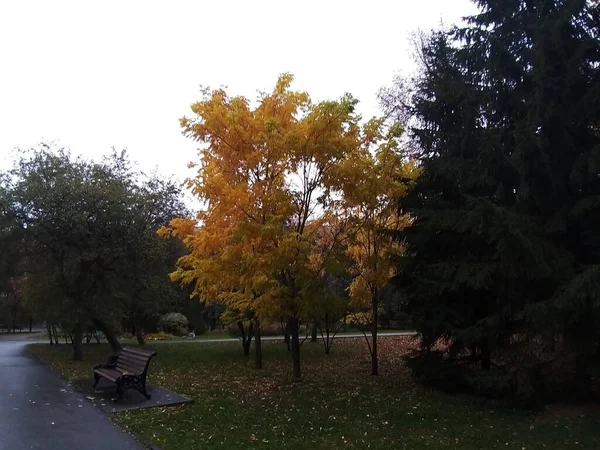 Осінній Парк Порожня Лавка Красиве Дерево Жовтим Листям — стокове фото