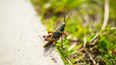 Everglades ulusal parkında grasshopper yerde, Florida, ABD