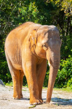 bir fil yeşil ağaçlar yürüyüş