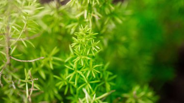 Yeşil bitkiler makro görünümü Foxtail Fern Florida, ABD