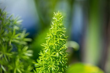 Yeşil bitkiler makro görünümü Foxtail Fern Florida, ABD
