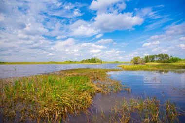Bataklık ve çim Everglades Ulusal Park, Florida, ABD 