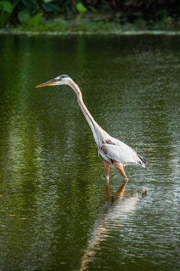 Büyük mavi balıkçıl kuş ayakta su Florida, ABD