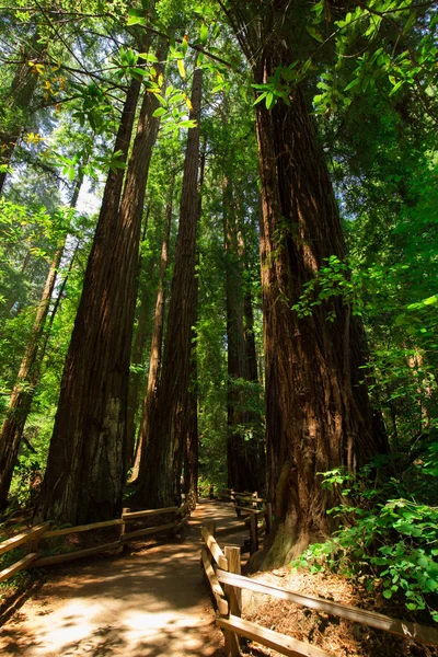 Forêt Sauvage Californie États Unis — Photo