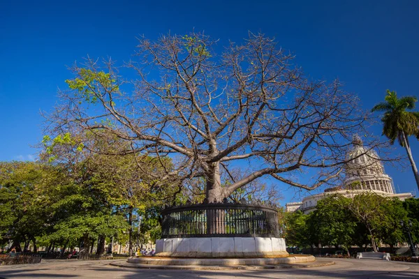 Küba Cumhuriyeti Karayipler Deki Ülke Özgürlük Adası Eski Havana — Stok fotoğraf