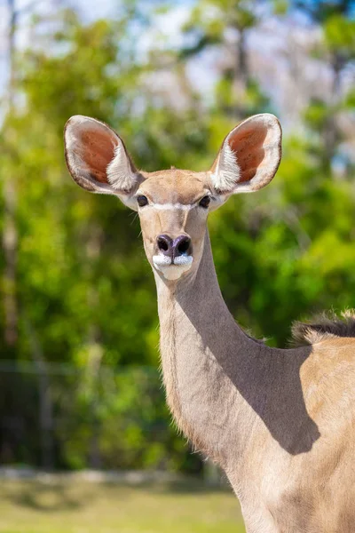 One Greater Kudu Florida Usa — Stock Photo, Image